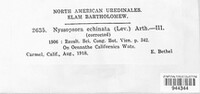 Nyssopsora echinata image
